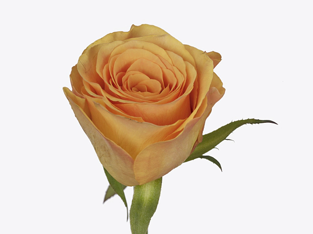 Rosa large flowered Suncatcher
