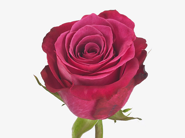 Rosa large flowered Jockey