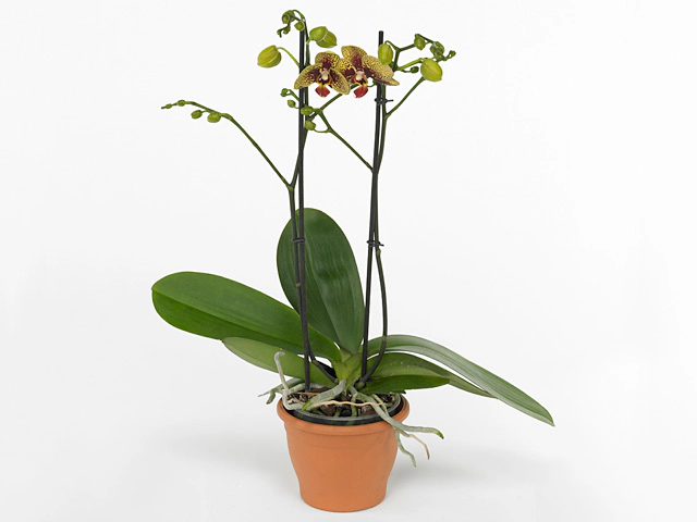 Phalaenopsis Elegant Charmer