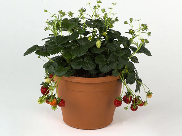 Fragaria x ananassa Fragoo F1 White