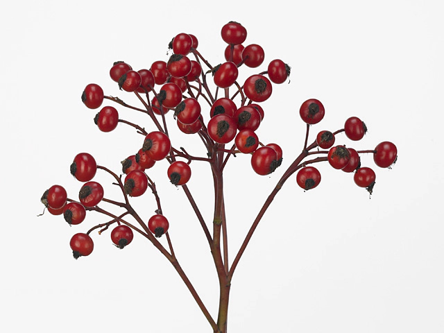 Роза "Magical Delight"