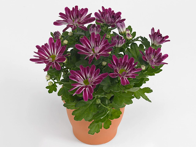 Chrysanthemum (Indicum Grp) Rainbow Twist