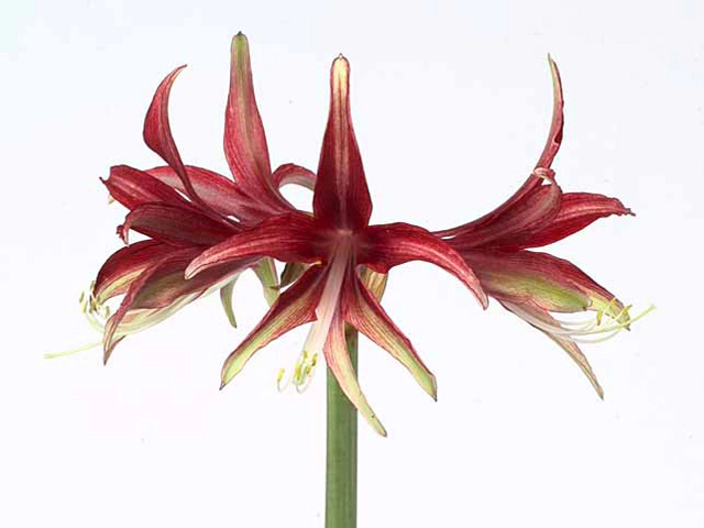 Hippeastrum (Spider Grp) 'Quito'