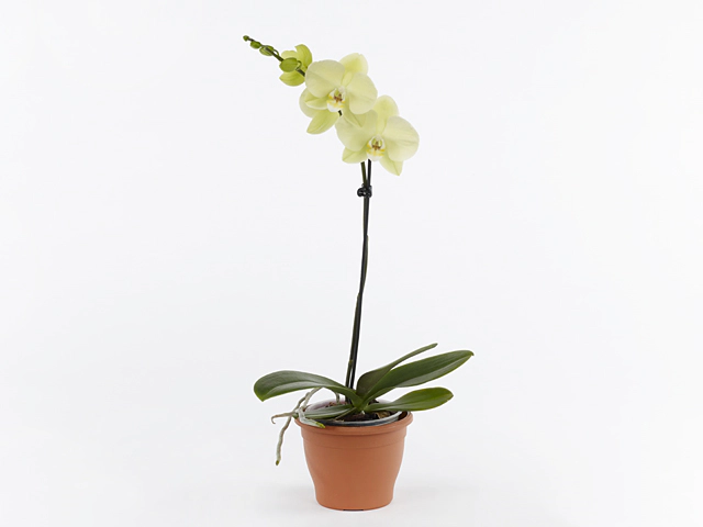 Phalaenopsis Floriclone Sunshower