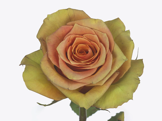 Роза крупноцветковая "Olduvai"