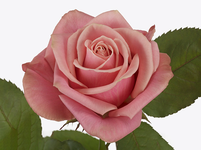 Rosa large flowered Adele