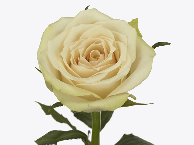Роза крупноцветковая "Pitch"