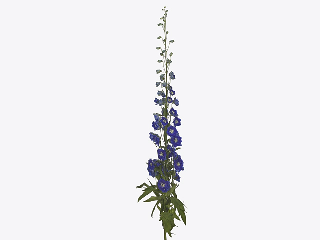 Delphinium double flowered (Elatum Grp) Dev Navy Blue