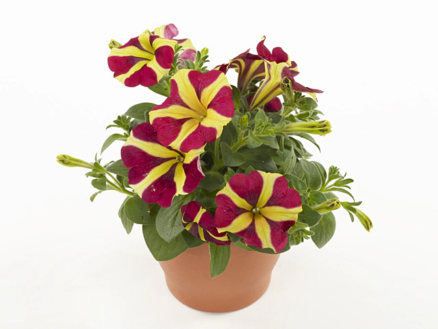 Petunia Amore Queen of Hearts