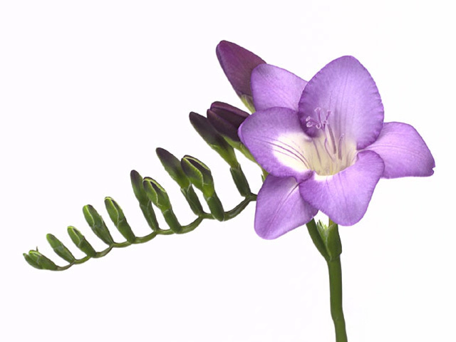 Freesia single flowered 'Valda'