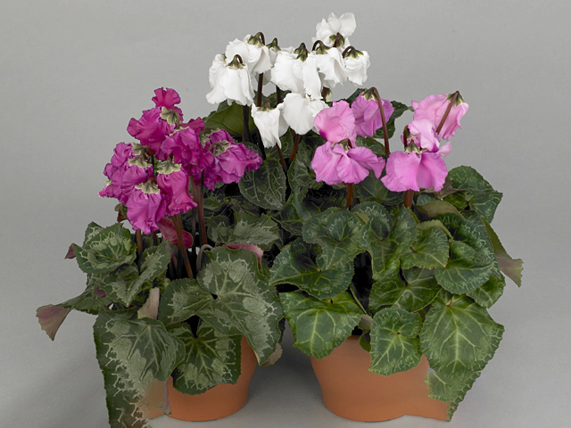 Cyclamen persicum large flowered Maxiwella Bells