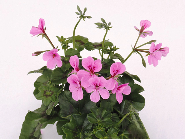 Pelargonium (Peltatum Grp) Pelfi Blue-Blizzard