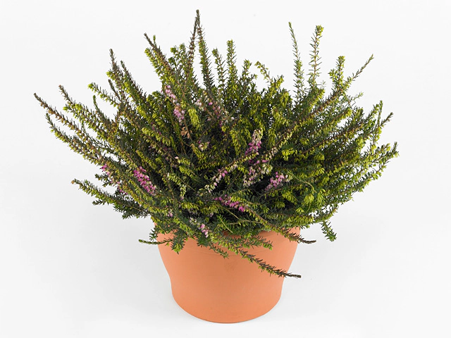 Erica x darleyensis mixed in pot