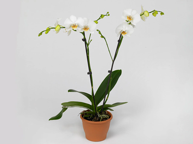 Phalaenopsis Evia