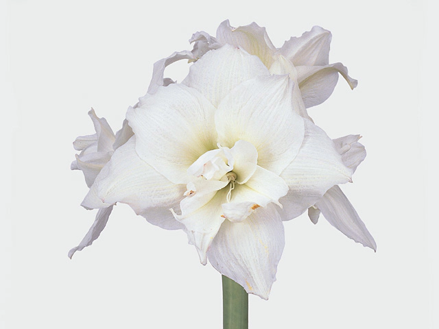 Hippeastrum (Double Galaxy Grp) White Nymph