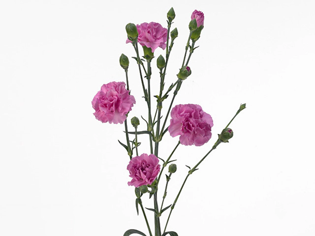 Гвоздика спрей "Wish"