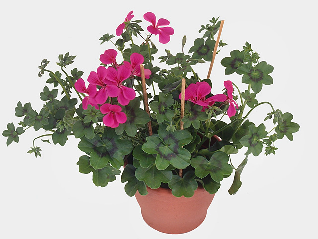 Pelargonium (Peltatum Grp) 'Balcony Pink'