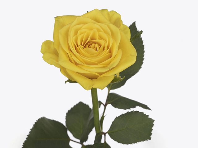 Роза крупноцветковая "Bon Bini!"