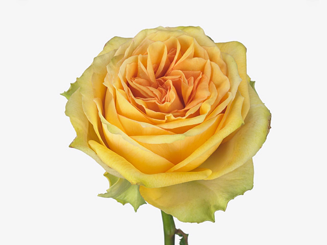 Роза крупноцветковая "Lemon Finess"