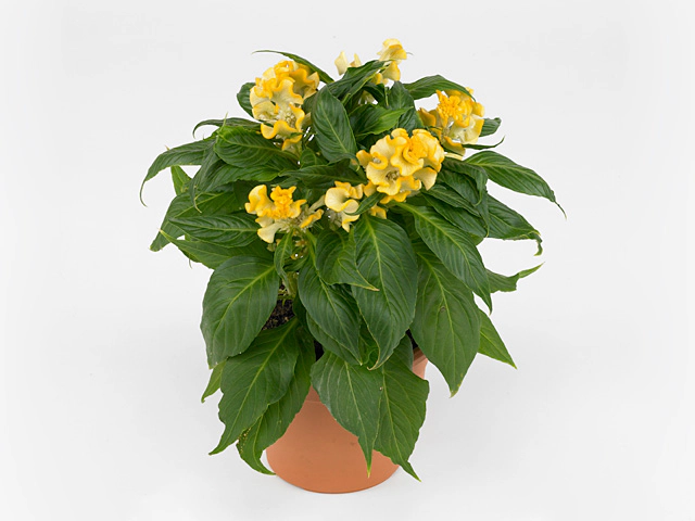Celosia argentea (Cristata Grp) Hot Topic Yellow