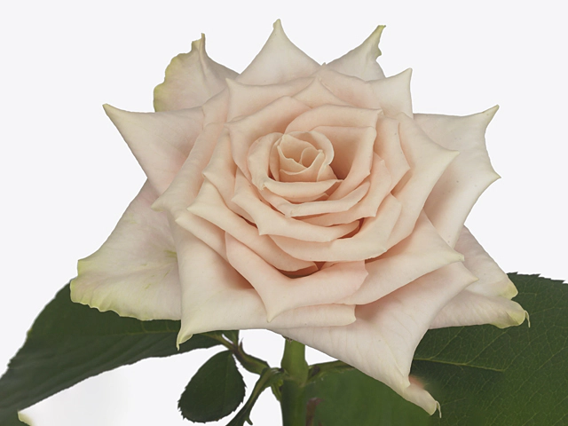 Rosa large flowered Sandy