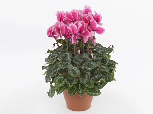 Cyclamen persicum large flowered Halios Curly Litchi