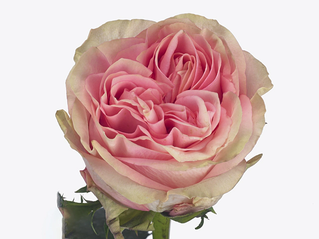 Роза крупноцветковая "Sweet Surrender"