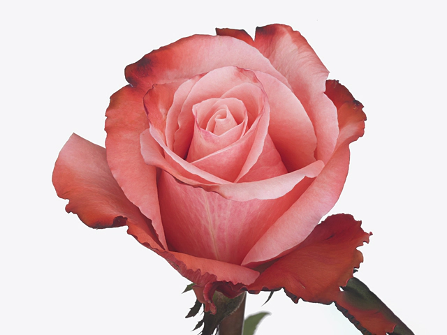 Роза крупноцветковая "Siana+"