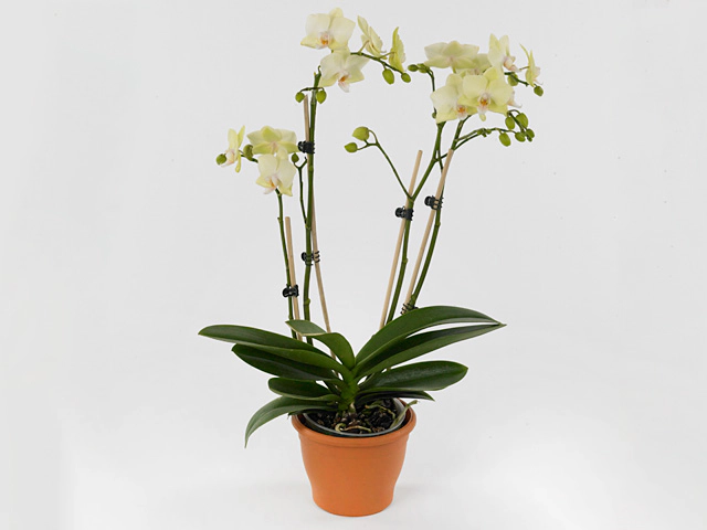 Фаленопсис "Multifloratypes Floriclone Suri"