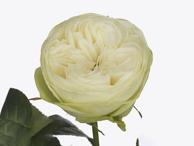 Роза крупноцветковая "Marble Arch"