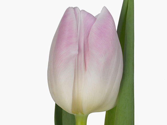 Тюльпан Триумф "First Candy"