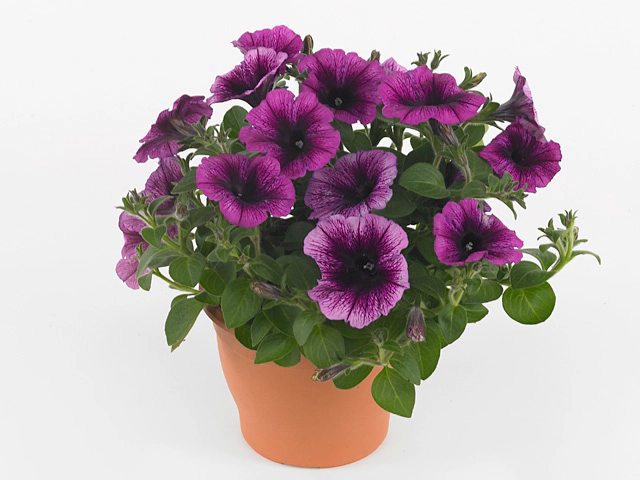 Petunia Sweetunia Grape Ice