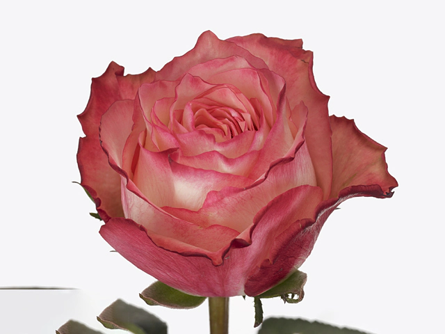 Роза крупноцветковая "Attraction"