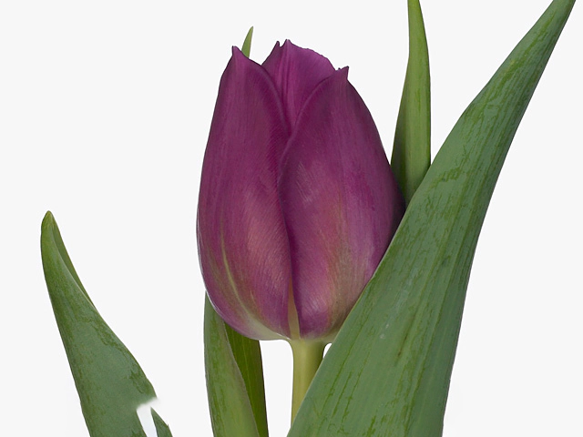 Тюльпан Триумф "Gomera"