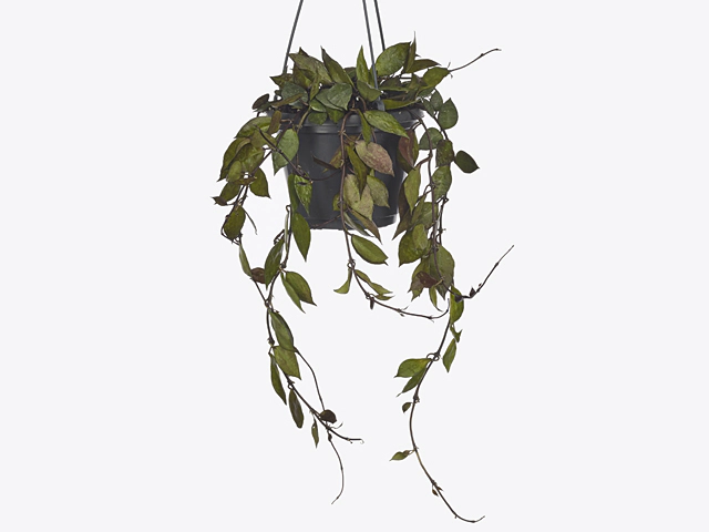 Hoya krohniana 'Black Leaves'