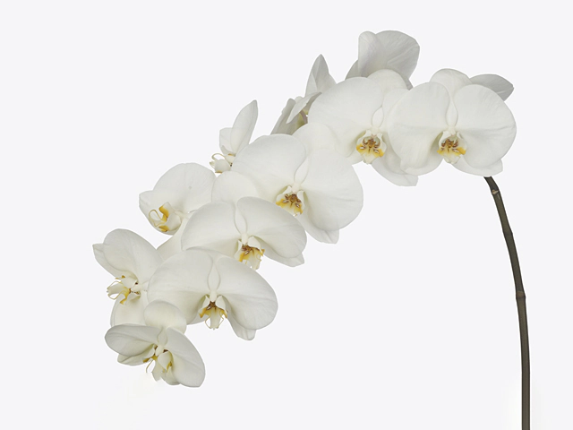 Phalaenopsis per branch 'Magnificent Maliha'