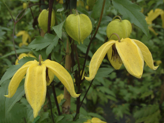 Clematis tangutica 'Bill MacKenzie'