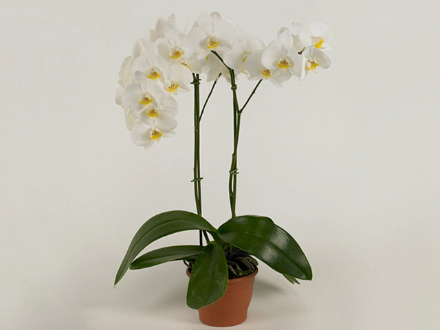 Phalaenopsis Anthura Casablanca