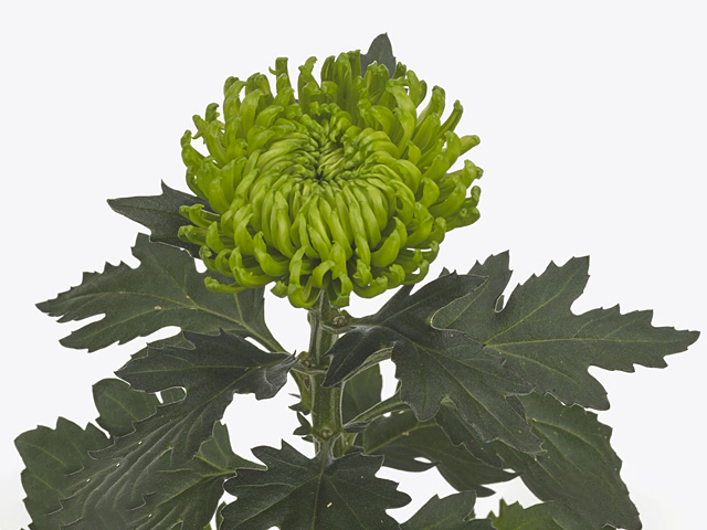 Chrysanthemum (Indicum Grp) disbudded Ofir