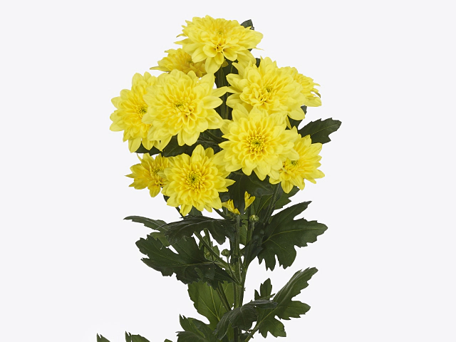 Chrysanthemum (Indicum Grp) spray Pastela Sunny
