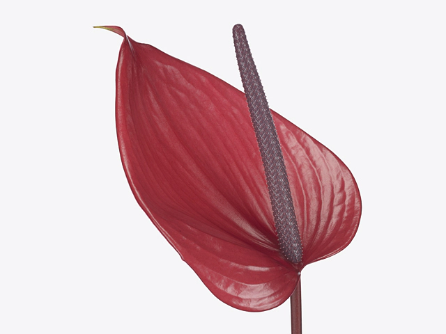 Anthurium (Andreanum Grp) Cerato
