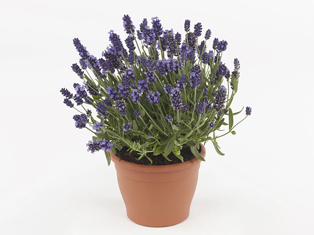 Lavandula angustifolia Superblue