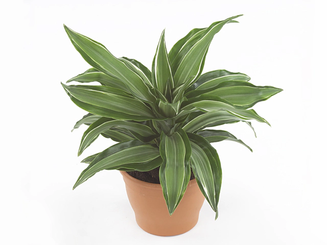 Dracaena fragrans (Compacta Grp) 'Kanzi'