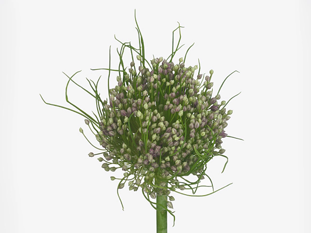 Allium ampeloprasum 'Hairy Friend'