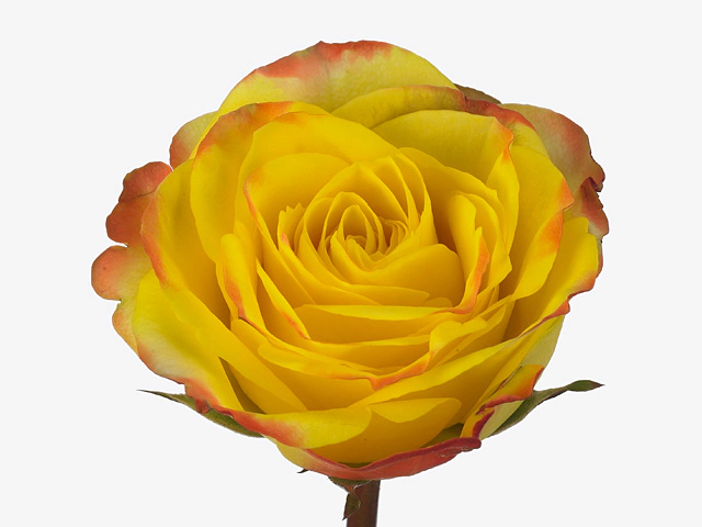 Rosa large flowered Rise N Sun