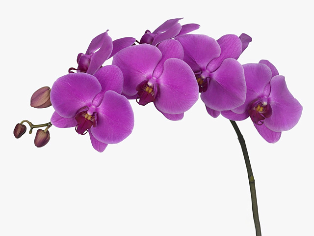 Phalaenopsis per flower Anthura Delphi