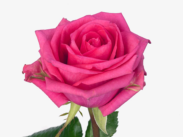 Роза крупноцветковая "Club+ Pink"
