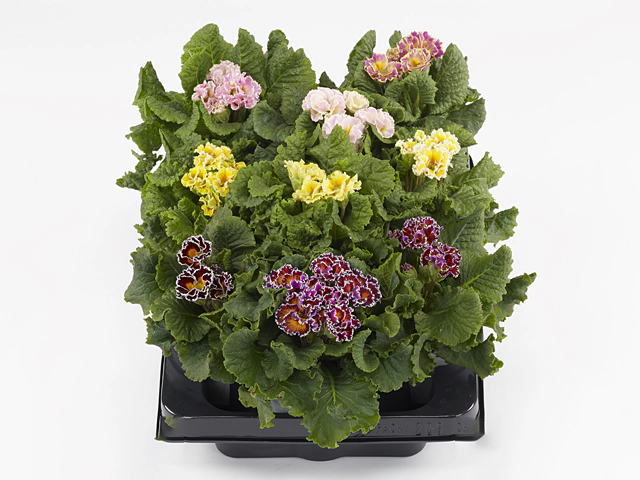 Primula (Acaulis Grp) Sirococco mixed