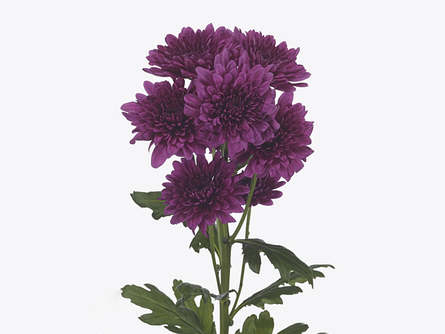 Chrysanthemum (Indicum Grp) spray Lamira