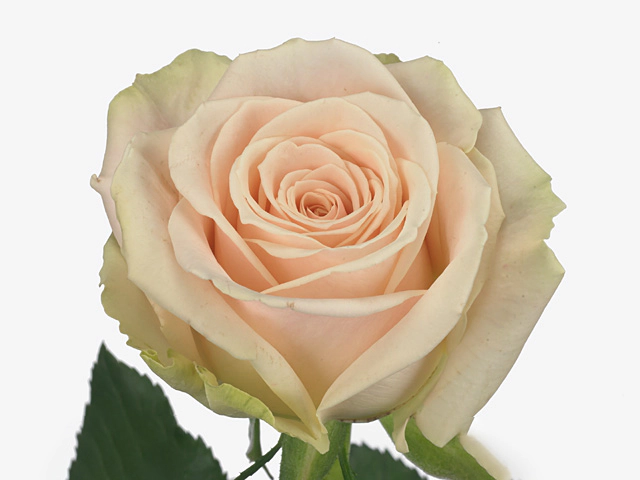 Роза крупноцветковая "Lady Suzanna"